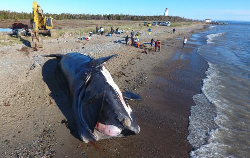 Image of a dead whale on a beach.