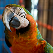 Merlin the macaw.