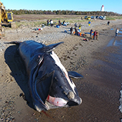 Endangered North Atlantic right whale, Wolverine, ashore in Miscou, New Brunswick 07-06-2019 (c) Marine Animal Response Society