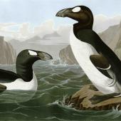 The Great Auk, a species hunted to extinction along northern coasts