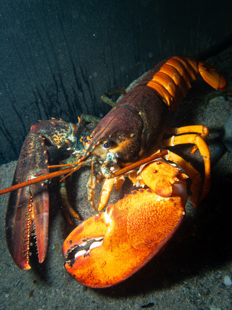  split-coloured lobster