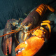  split-coloured lobster