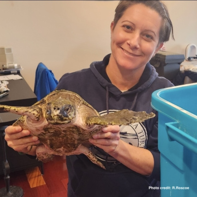 April Nason holding a sea turtle.